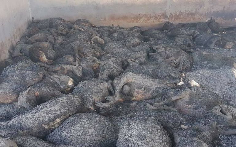 Arbus e Gonnosfanadiga, le foto degli animali morti nel terribile incendio di ieri. Allevatori in ginocchio