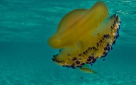 medusa cassiopea