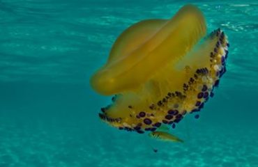medusa cassiopea