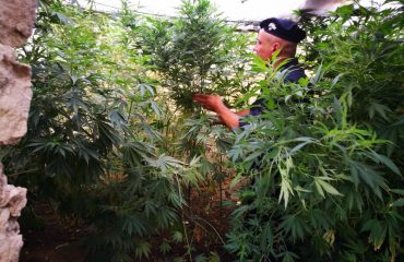 piantagione cannabis mandas