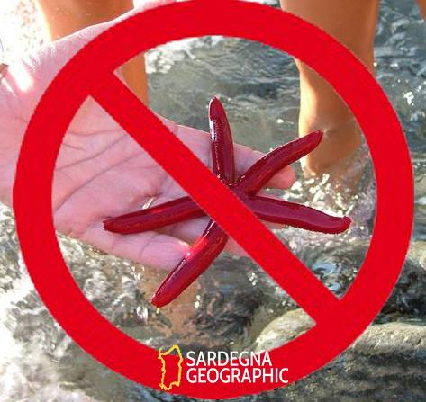 Anche Sardegna Geographic lancia l’appello: vietato prendere le stelle marine