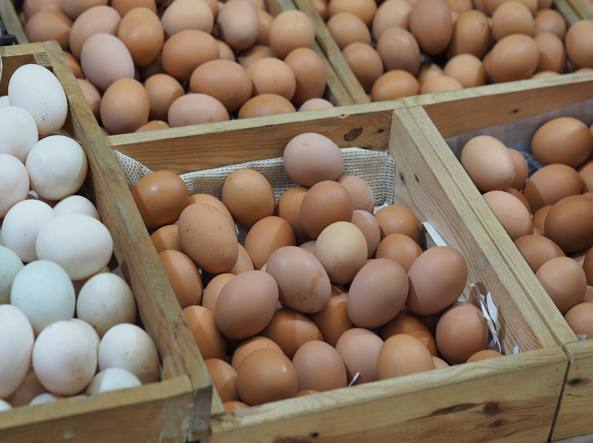 L’allarme del Ministero della Salute sulle uova contaminate arriva in Sardegna: l’Istituto zooprofilattico di Sassari ha esaminato un campione proveniente dall’Oristanese