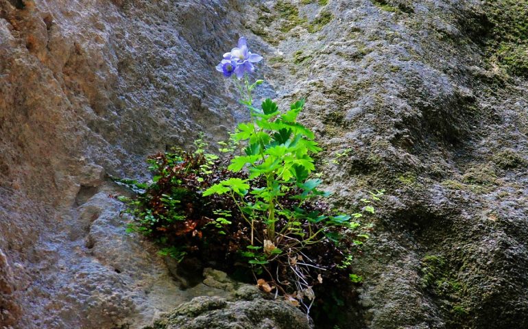 Lo sapevate? In Sardegna esiste una delle piante più rare del Mondo: l’Aquilegia Nuragica. Ne restano appena dieci esemplari