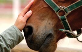 Cavallo - immagine simbolica