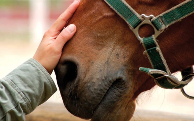Cavallo - immagine simbolica
