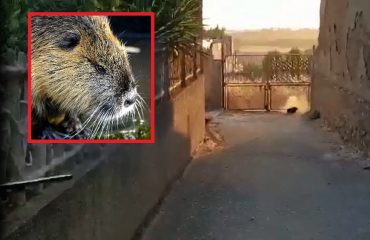 Nutria ammazzata con il fucile Musei