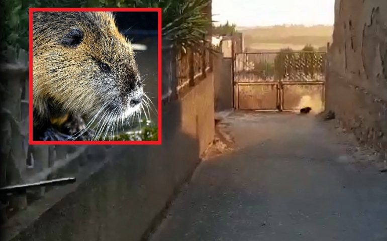 Nutria ammazzata con il fucile Musei