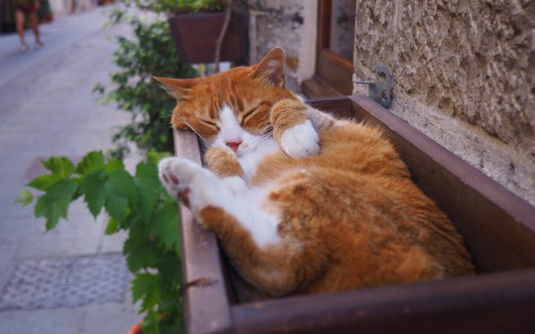 Orgoglio felino, oggi è la Festa nazionale del Gatto. Ecco perché si festeggia il 17 febbraio