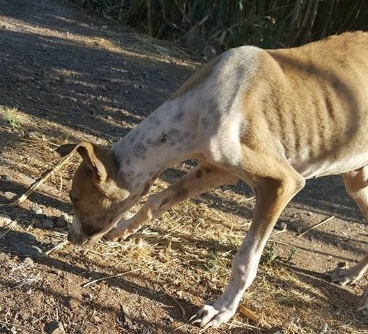 cani scheletro san sperate