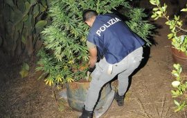cannabis orgosolo piantagione
