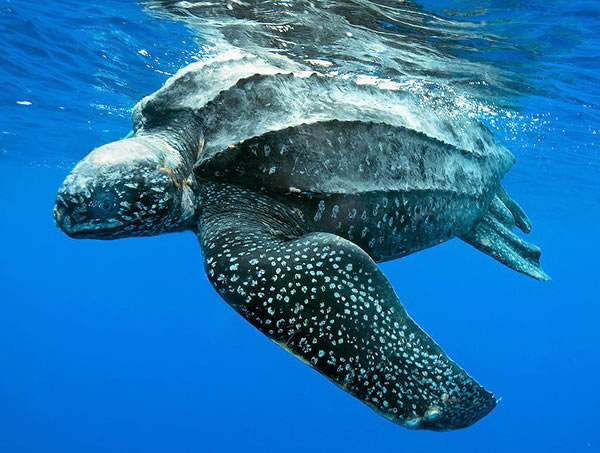 Eccezionale salvataggio al largo dell’Isola Rossa, nelle acque di Teulada: ritrovato un maschio adulto di tartaruga liuto gigantesco