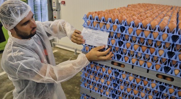 Cos’è il Fipronil? Perché fa preoccupare? Che rischi esistono per le uova che consumiamo?