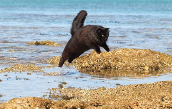 (FOTO) Lo sapevate? In Sardegna esiste una grande oasi felina: ecco dove