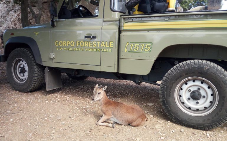 Cucciolo di muflone ferito, salvato dalla Forestale vicino a Oliena