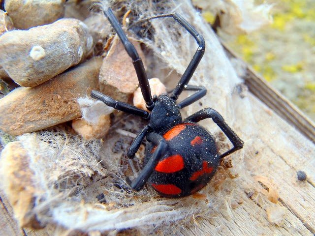 Lo sapevate? Sino a qualche anno fa si pensava fosse estinto ma è riapparso: si tratta dell’unico ragno velenoso in Sardegna