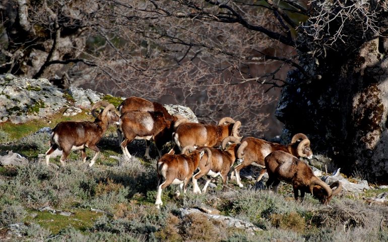 Il viaggio di Autunno in Barbagia: nel fine settimana rilassiamoci ad Aritzo, capitale isolana di castagne e carapigna