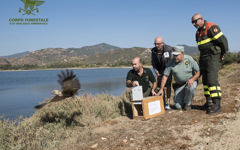 Colostrai, rarissimo esemplare di falco di Palude liberato dalla Forestale (FOTO E VIDEO)