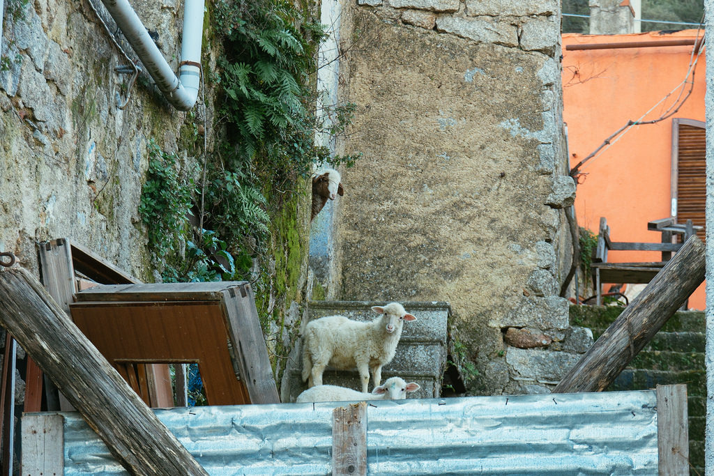 Lollove, pecorelle nel borgo - Foto di Marco Seddone, fonte www.flickr.com