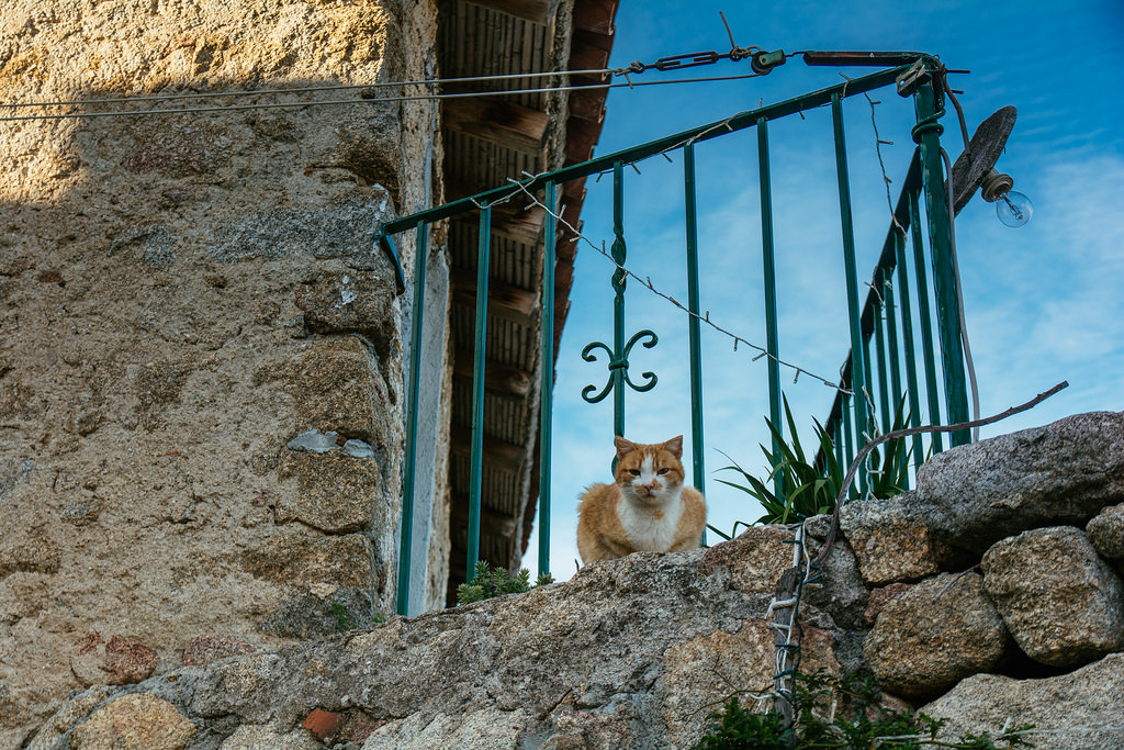 Lollove, uno dei tanti felini che popolano il borgo - Foto di Marco Seddone, fonte www.flickr.com