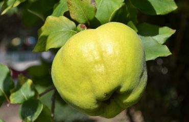 La mela cotogna, frutto dimenticato dell’autunno. Buonissima la marmellata, ottimo per gastriti, glicemia e colesterolo