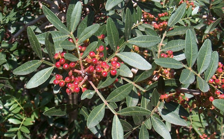 Il lentisco: dal suo legno al suo olio, tutte le proprietà di questa antica pianta tipica della Sardegna