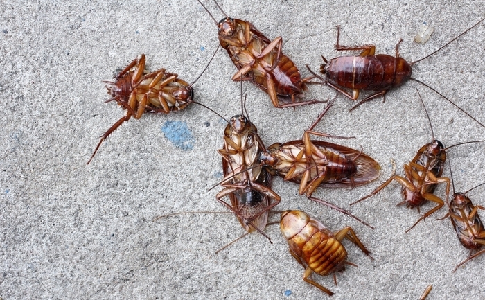Invasione di blatte e formiche, chiusi sino a lunedì quattro istituti a Quartucciu
