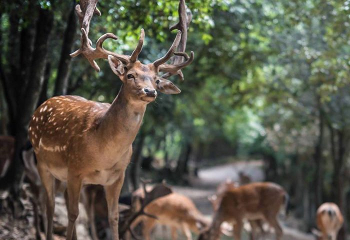 Benvenuto ottobre. Il “saluto” speciale dal parco Donnortei (Fonni)