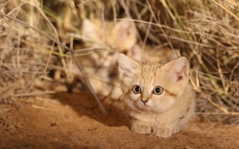 Ripresi per la prima volta nel deserto i gatti delle sabbie (VIDEO E FOTO)