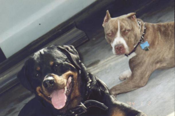 Cardedu, un pitbull e un rottweiler azzannano e uccidono un cane e aggrediscono la sua padrona