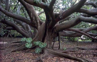orto botanico