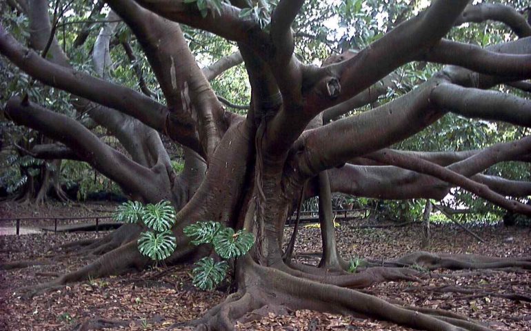 orto botanico