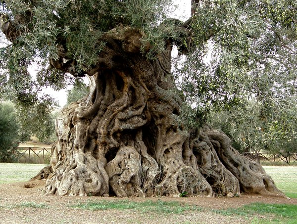 Lo sapevate? A Villamassargia c’è S’Ortu Mannu: un terreno con 700 ulivi ultrasecolari piantati nel Medioevo