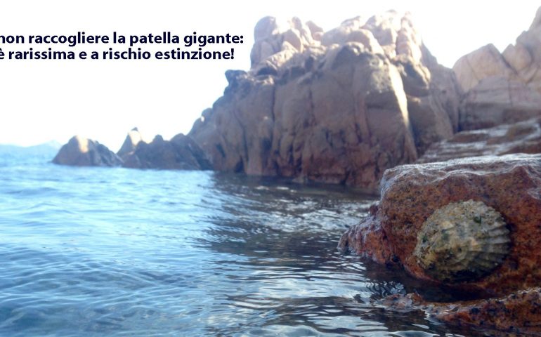 Lo sapevate? La patella ferruginea è ad alto rischio di estinzione: in Sardegna ne rimangono ormai pochissimi esemplari