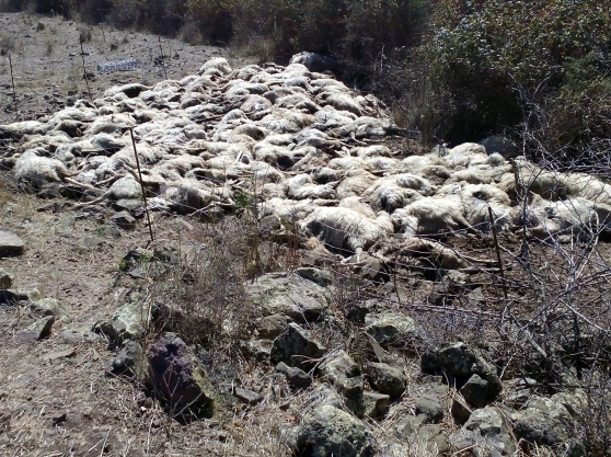 Rintracciato l’uomo che nei giorni scorsi a Ploaghe aveva sgozzato un gregge di pecore e due cani