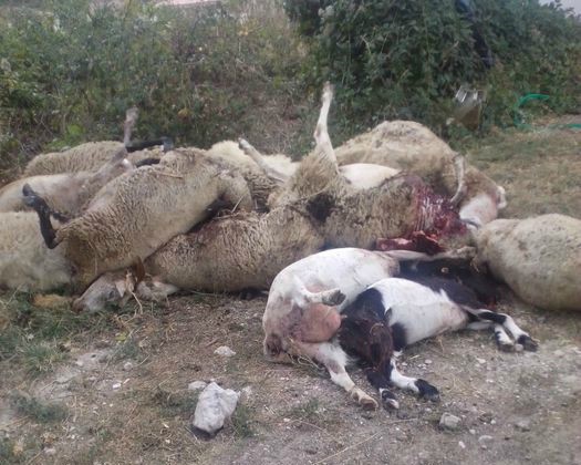 Ploaghe, 135 pecore e 4 cani trovati sgozzati. Gli allevatori della zona hanno dato l’allarme dopo aver sentito il fetore delle carcasse