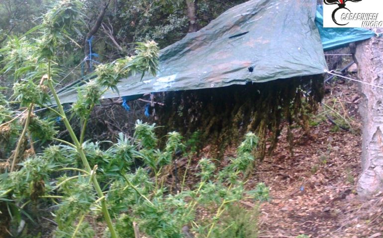 piante di cannabis Talana Ogliastra