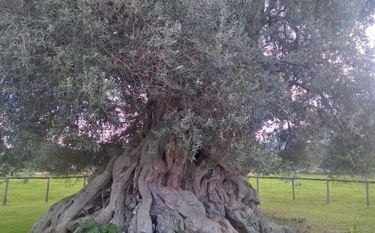 Lo sapevate? A Villamassargia si trova S’Ortu Mannu, un’area con 700 ulivi ultrasecolari piantati nel Medioevo (PHOTOGALLERY e VIDEO)