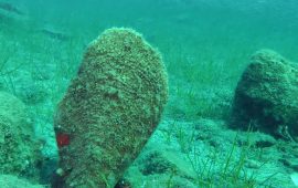 Pinna nobilis: in Sardegna vive l’enorme mollusco da cui si estrae il prezioso bisso