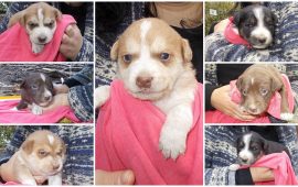 7 cuccioli nuoro collage