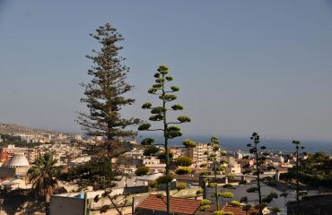 L'araucaria ultracentenaria