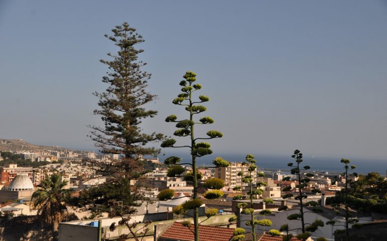 Lo sapevate? L’albero più alto di Cagliari è un’araucaria excelsa ultracentenaria che si trova nel vecchio quartiere di Villanova