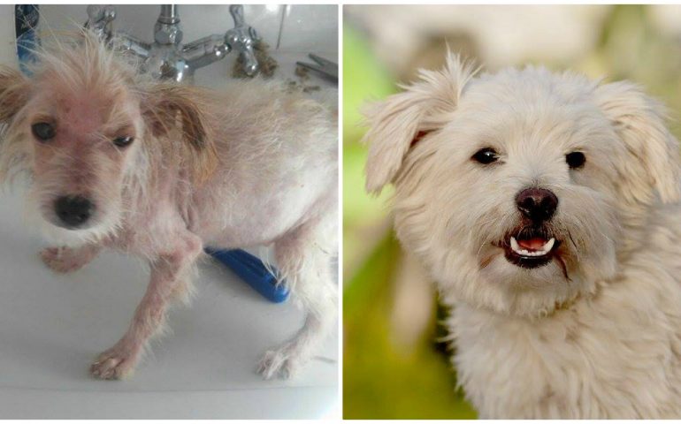 Quando l’amore è meglio del chirurgo estetico: le toccanti immagini dei cani prima e dopo le cure (PHOTOGALLERY)