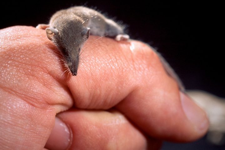 Lo sapevate? In Sardegna abita il mammifero più piccolo del mondo: il mustiolo (in sardo su topixèddu)