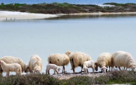 Un gregge di pecore soffre per la siccità in Sardegna - foto Coldiretti