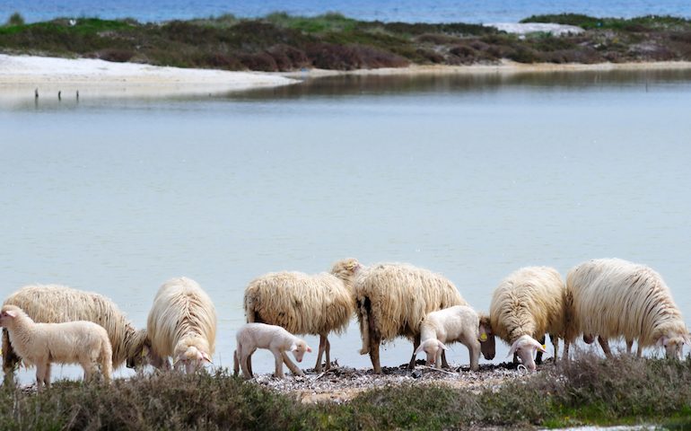 Un gregge di pecore soffre per la siccità in Sardegna - foto Coldiretti