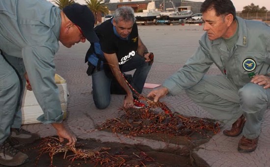 Pescava aragoste sotto la soglia di peso e in regime di fermo biologico: denunciato un oristanese