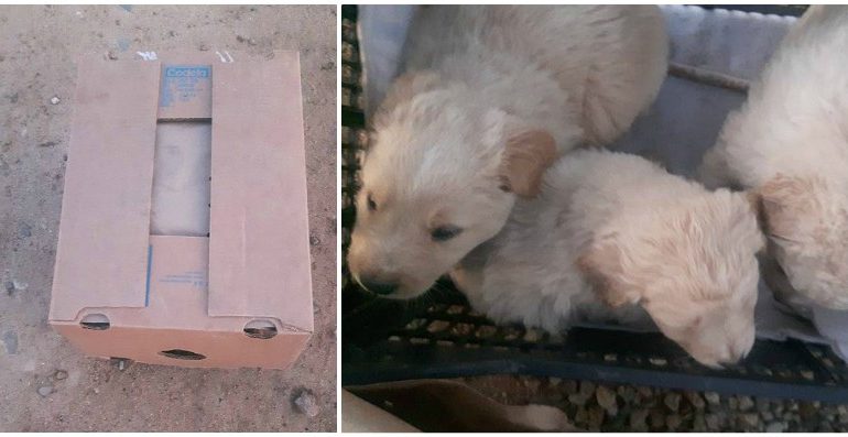 Abbandonate dentro a una scatola di cartone ben chiusa: tre cucciole in cerca di casa