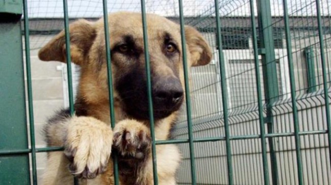 Barrali: torna il progetto “Svuota canile – Adotta un cane”. Incentivi alle associazioni animaliste