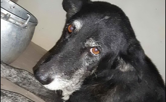 Villaspeciosa, prima uccide un cucciolo di cane investendolo, poi spara alla madre dell’animale, ferendola