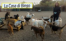 La Casa di Bingo